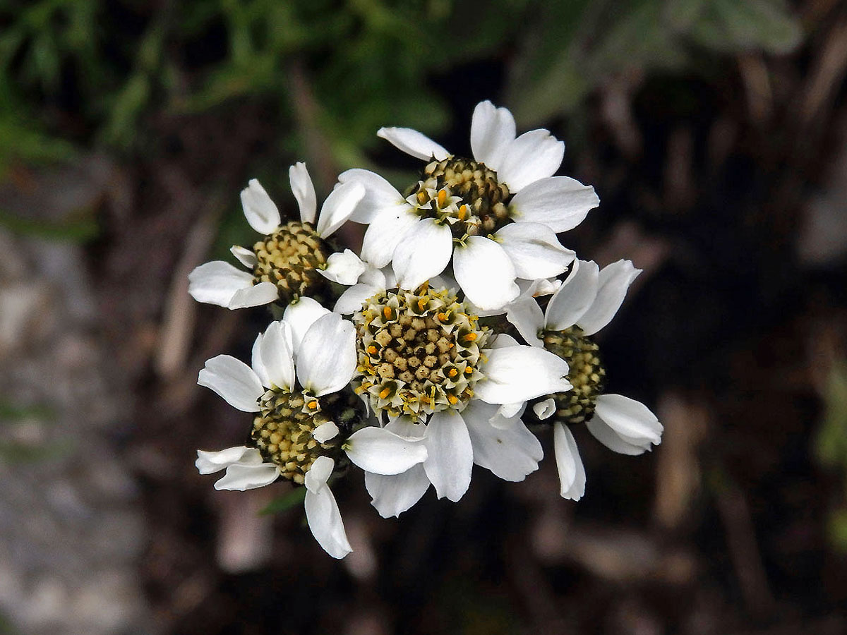 Řebříček (Achillea atrata L.)