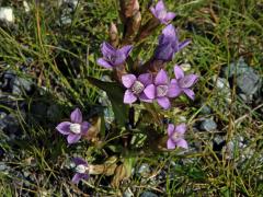 Hořeček ladní (Gentianella campestris (L.) Börner)