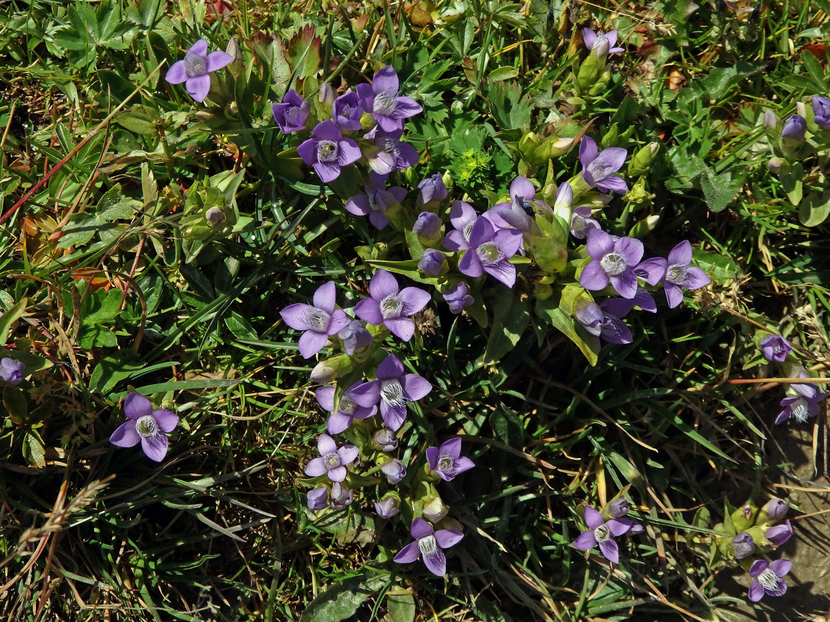 Hořeček ladní (Gentianella campestris (L.) Börner)