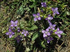 Hořeček ladní (Gentianella campestris (L.) Börner)