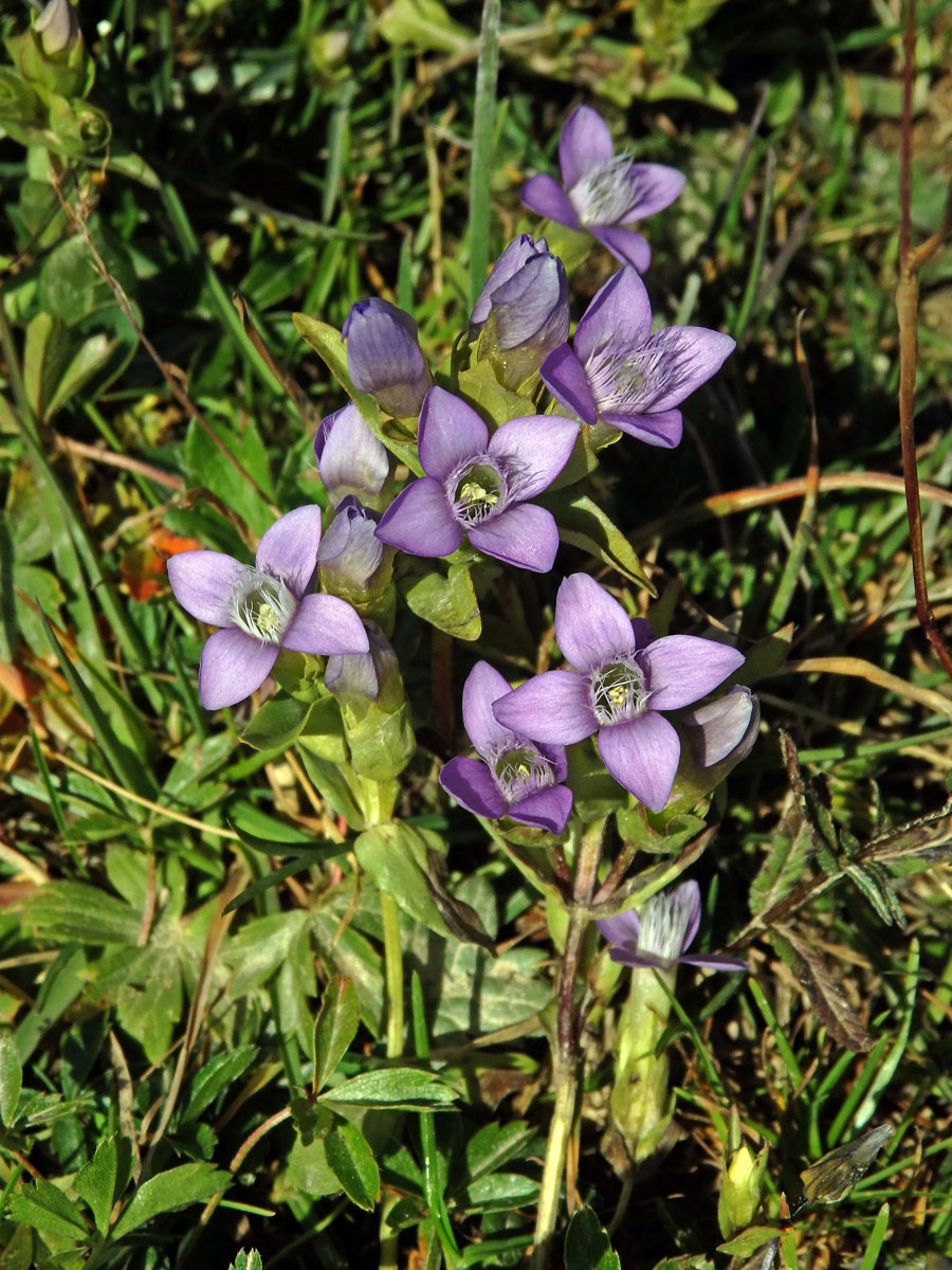 Hořeček ladní (Gentianella campestris (L.) Börner)