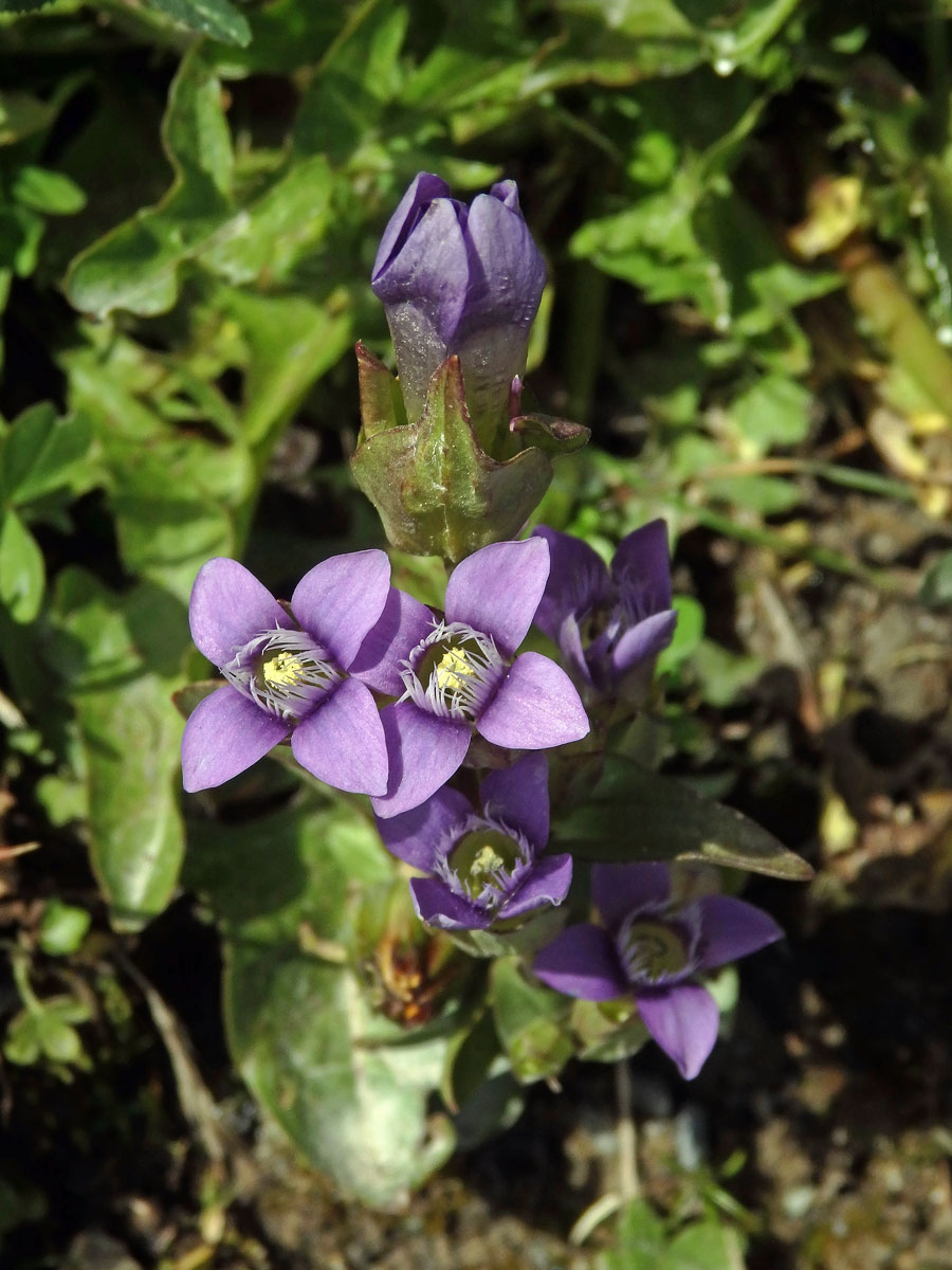 Hořeček ladní (Gentianella campestris (L.) Börner)