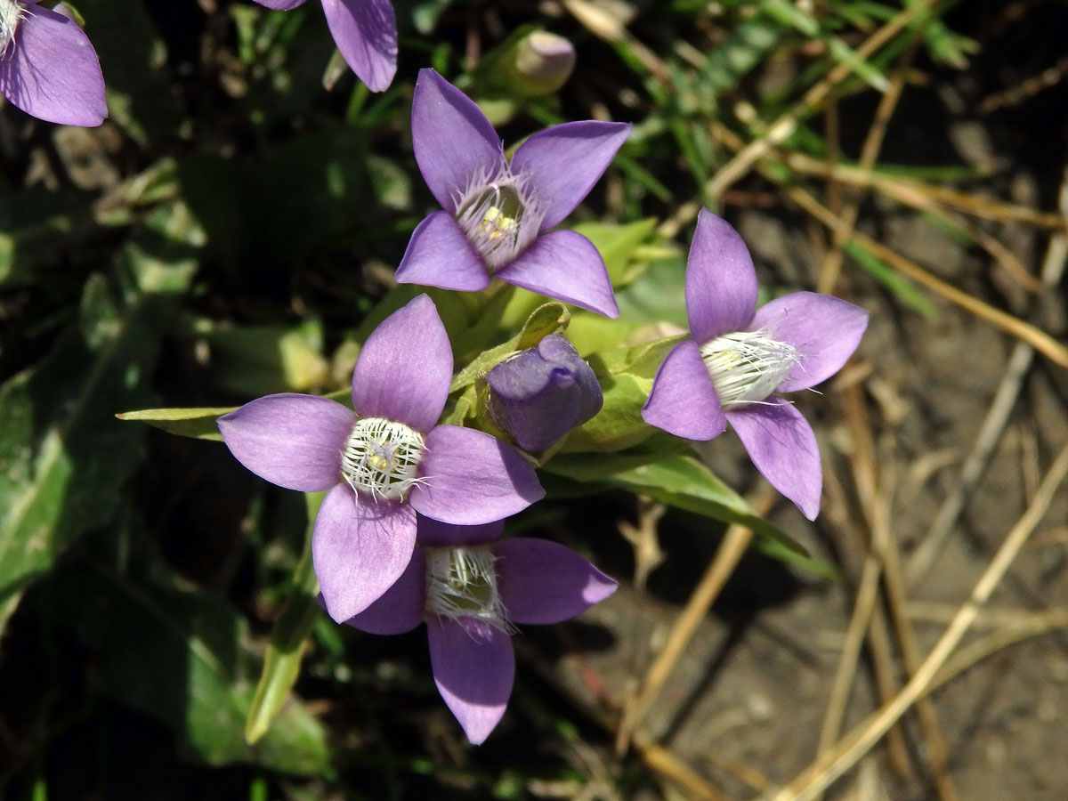 Hořeček ladní (Gentianella campestris (L.) Börner)