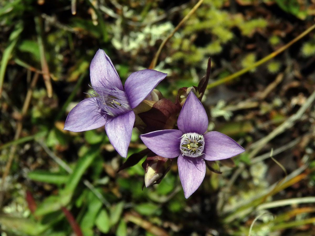 Hořeček ladní (Gentianella campestris (L.) Börner)