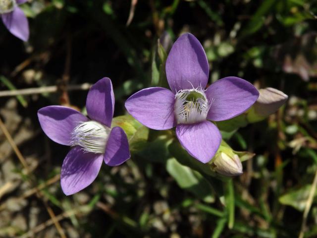 Hořeček ladní (Gentianella campestris (L.) Börner)