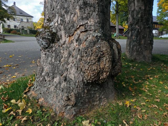 Javor klen (Acer pseudoplatanus L.) s nádorem na kmeni (58b)