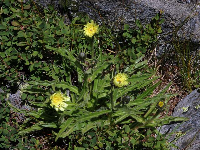 Jestřábník (Hieracium intybaceum All.)