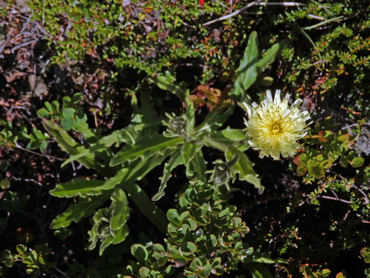 Jestřábník (Hieracium intybaceum All.)