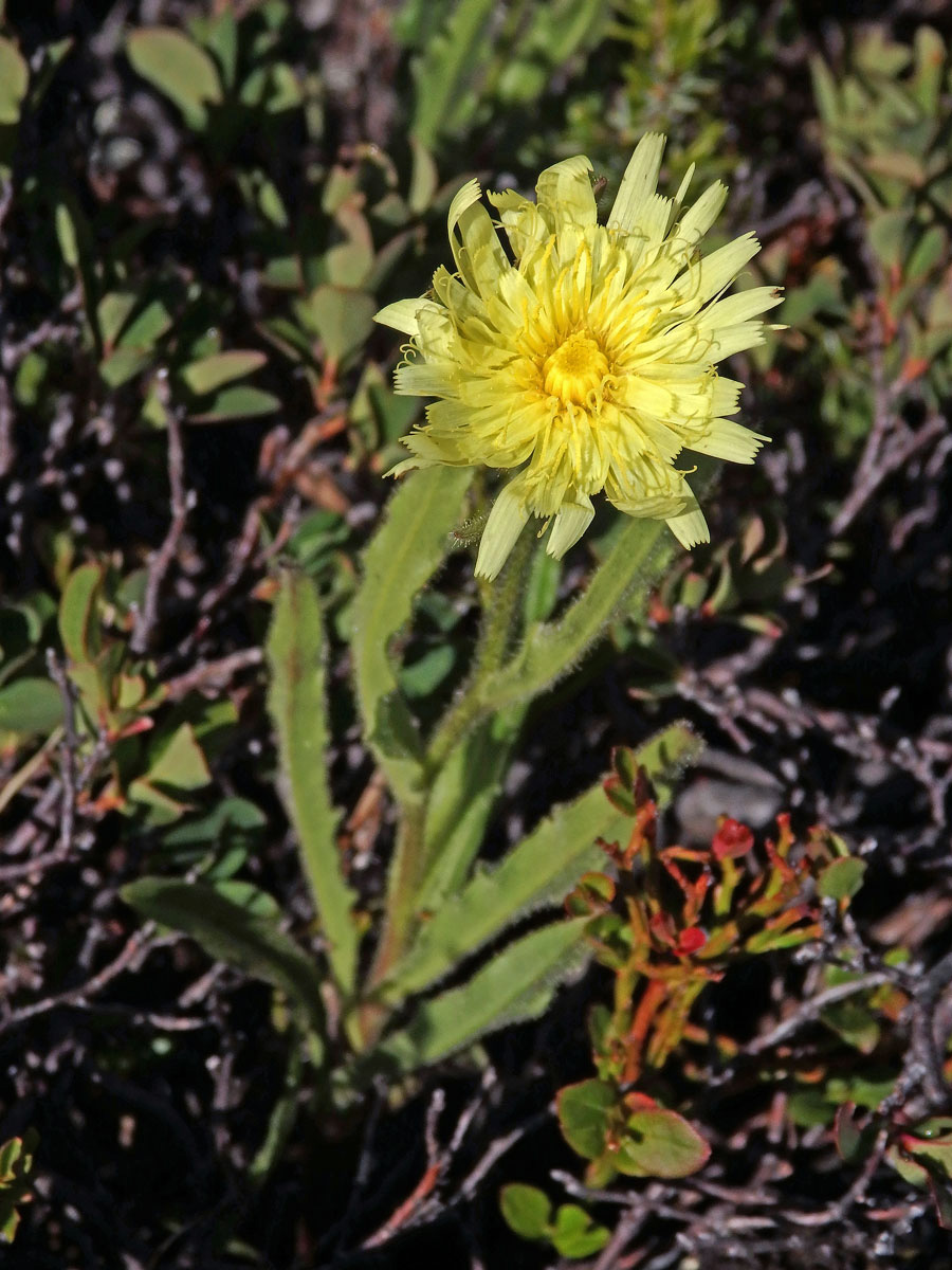 Jestřábník (Hieracium intybaceum All.)