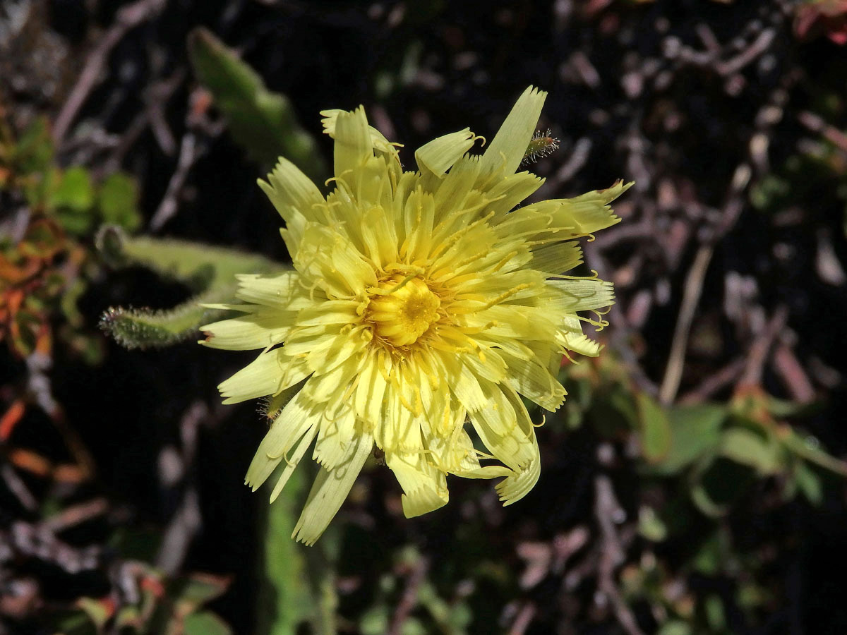 Jestřábník (Hieracium intybaceum All.)