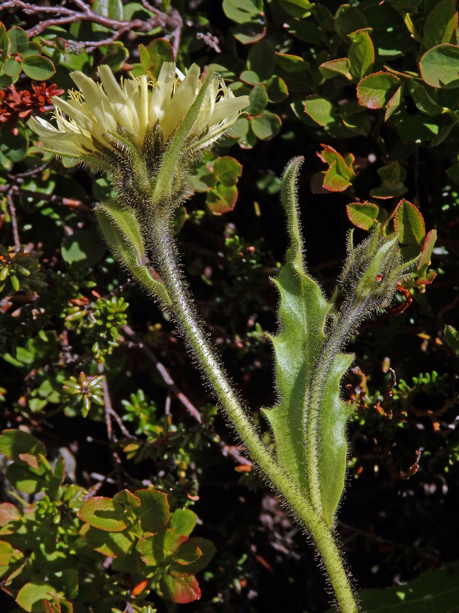 Jestřábník (Hieracium intybaceum All.)