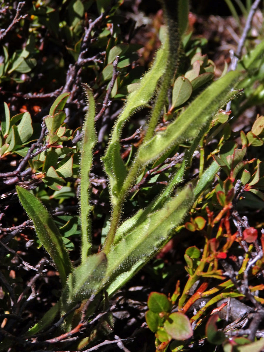 Jestřábník (Hieracium intybaceum All.)