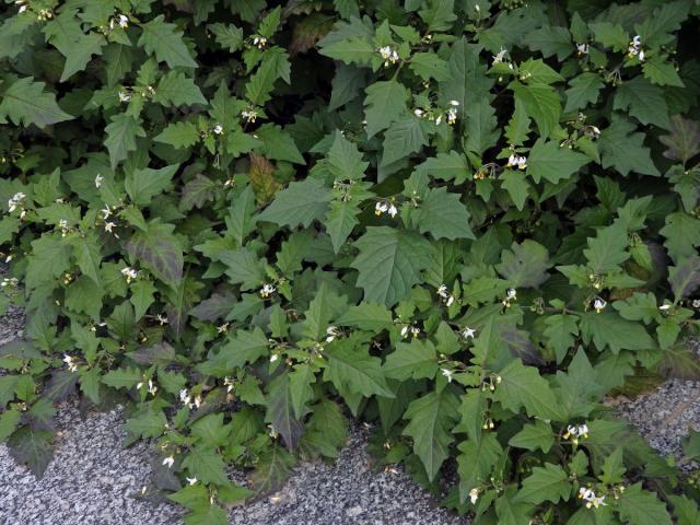 Lilek černý (Solanum nigrum L.)