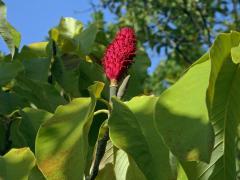 Šácholan obvejčitý (Magnolia hypoleuca Siebold Zucc.)