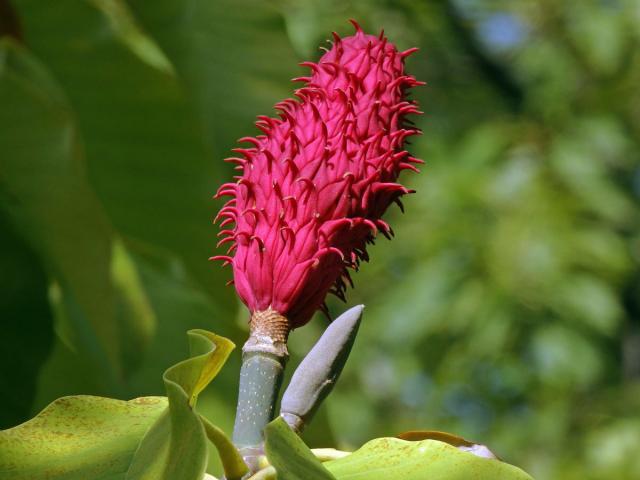 Šácholan obvejčitý (Magnolia hypoleuca Siebold Zucc.)