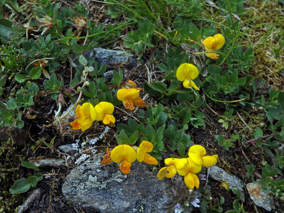 Štírovník alpský (Lotus alpinus (Ser.) Schleich. ex Ramond)