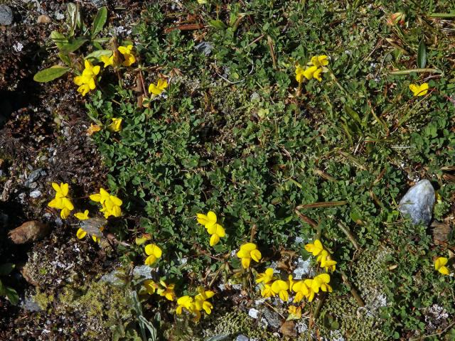 Štírovník alpský (Lotus alpinus (Ser.) Schleich. ex Ramond)