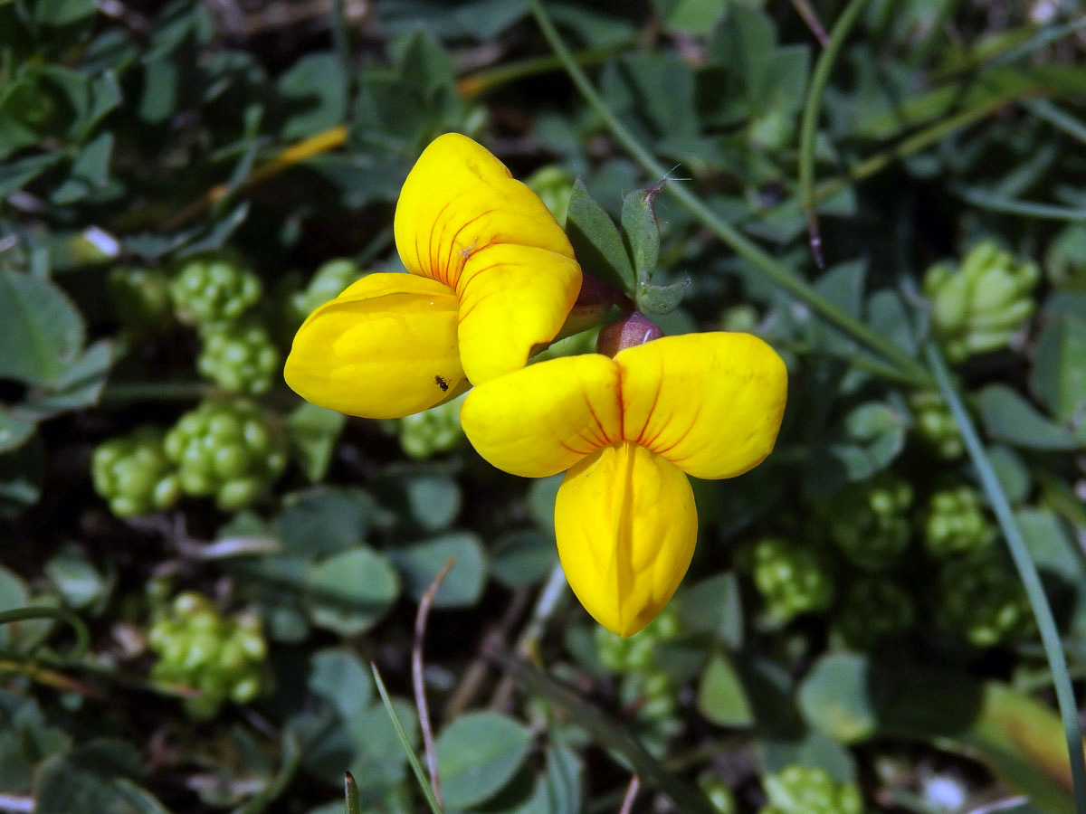 Štírovník alpský (Lotus alpinus (Ser.) Schleich. ex Ramond)