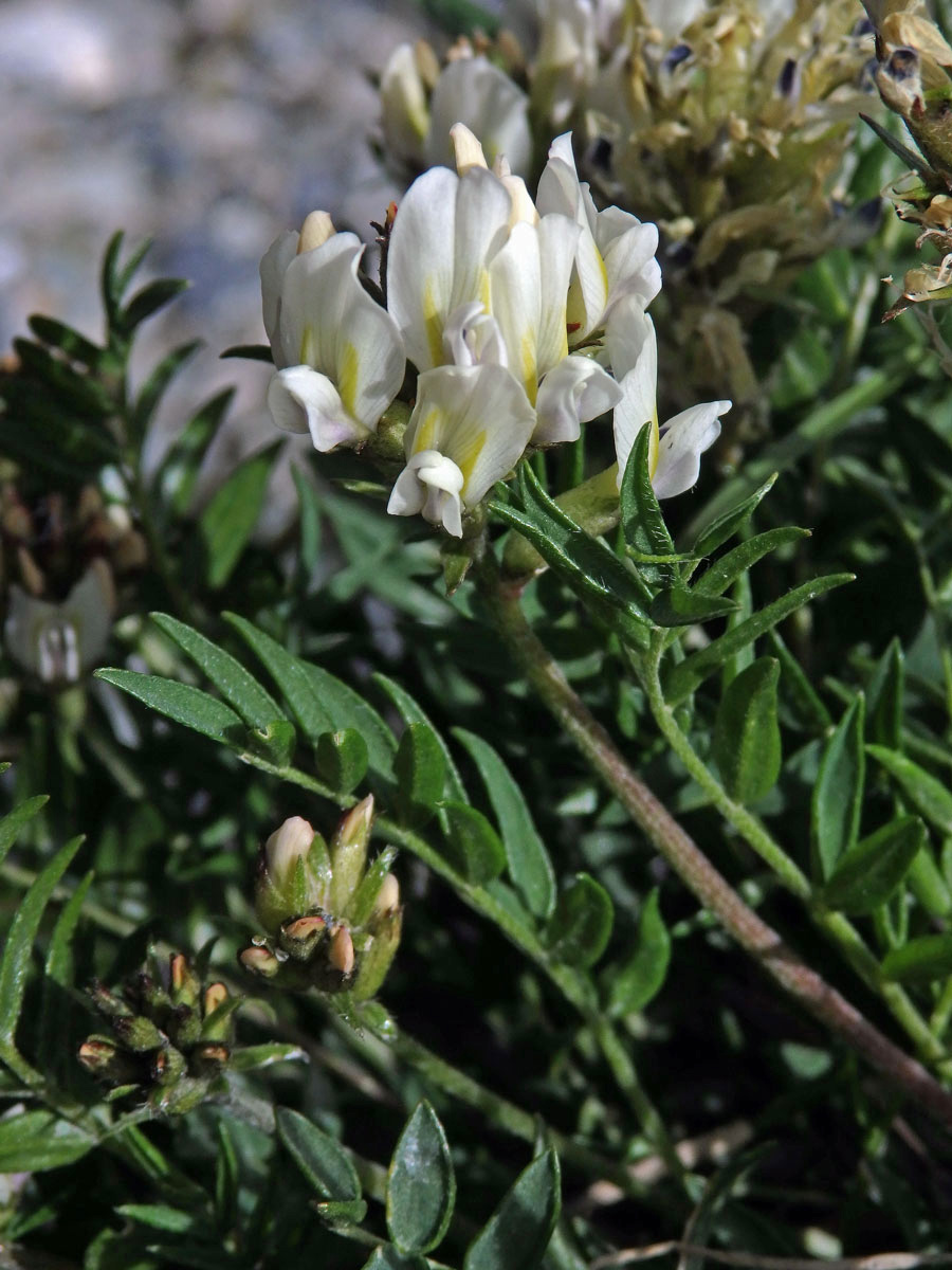 Vlnice ladní (Oxytropis campestris (L.) DC.)