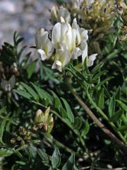 Vlnice ladní (Oxytropis campestris (L.) DC.)