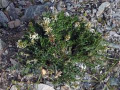 Vlnice ladní (Oxytropis campestris (L.) DC.)