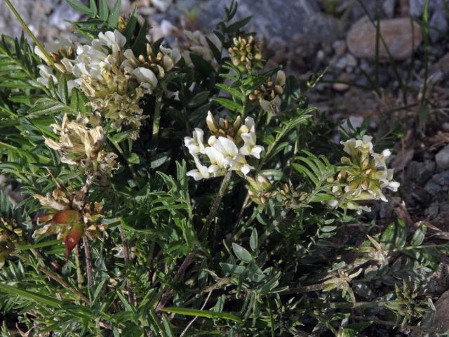 Vlnice ladní (Oxytropis campestris (L.) DC.)