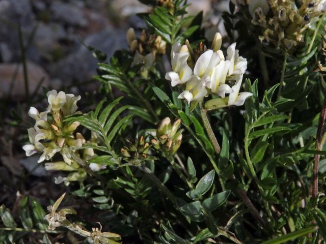 Vlnice ladní (Oxytropis campestris (L.) DC.)