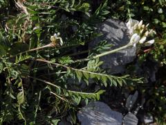 Vlnice ladní (Oxytropis campestris (L.) DC.)