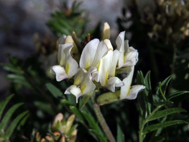 Vlnice ladní (Oxytropis campestris (L.) DC.)