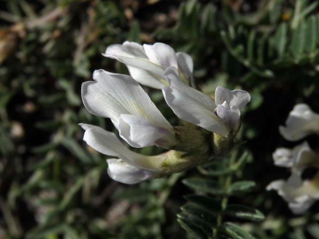 Vlnice ladní (Oxytropis campestris (L.) DC.)