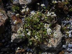 Huseník alpský (Arabis alpina L.)