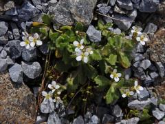 Huseník alpský (Arabis alpina L.)