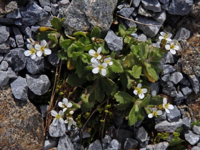 Huseník alpský (Arabis alpina L.)