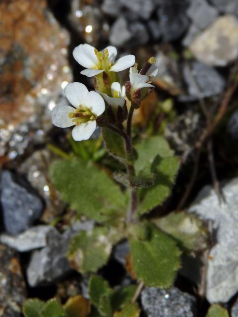 Huseník alpský (Arabis alpina L.)