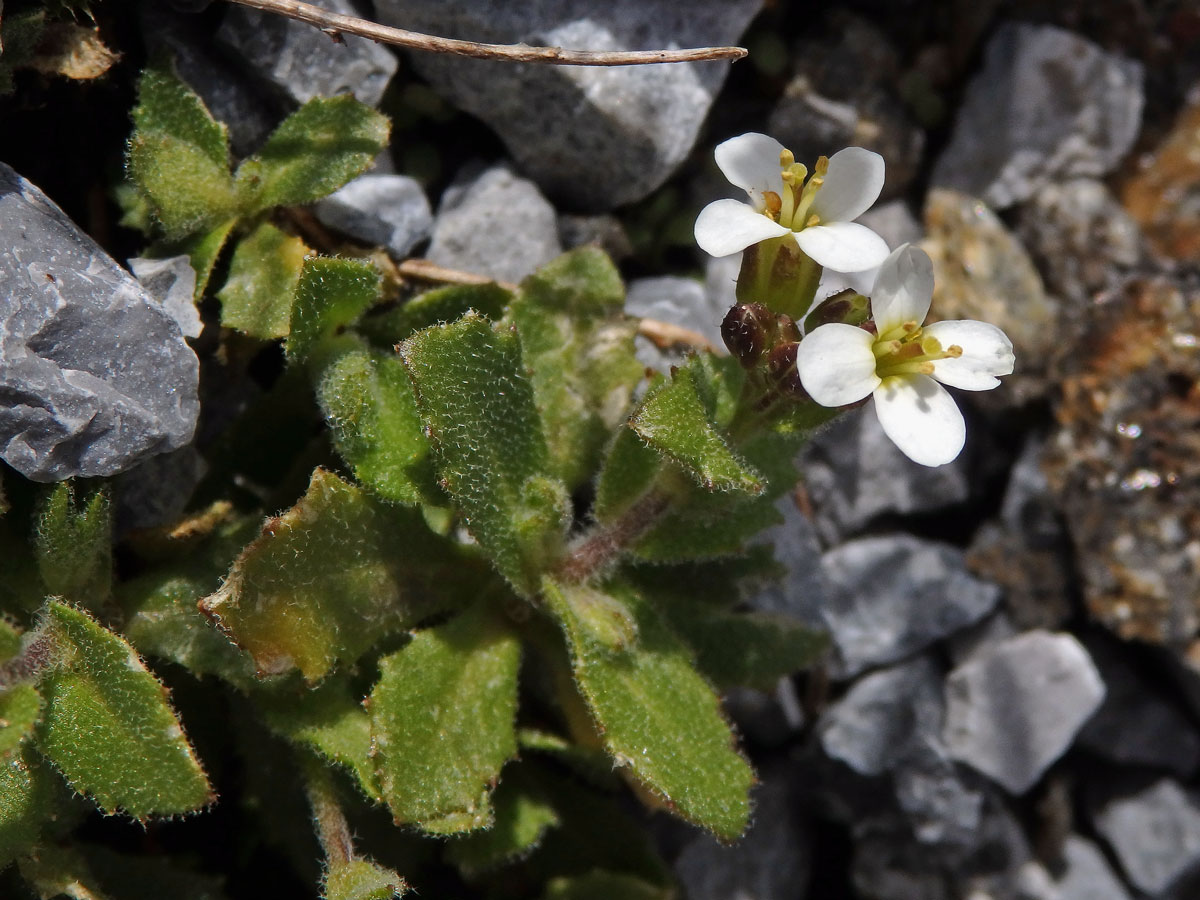 Huseník alpský (Arabis alpina L.)