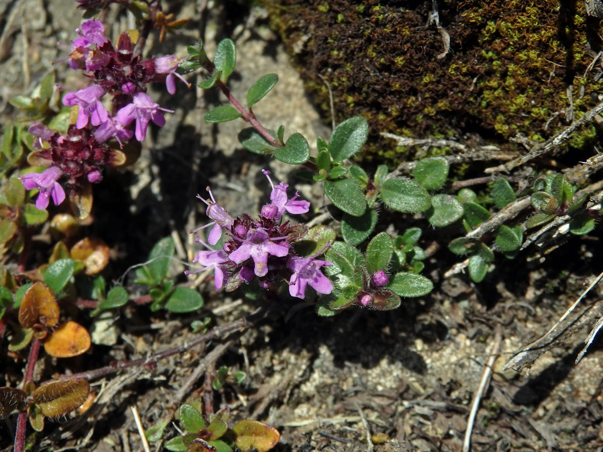 Mateřídouška časná (Thymus praecox Opiz)