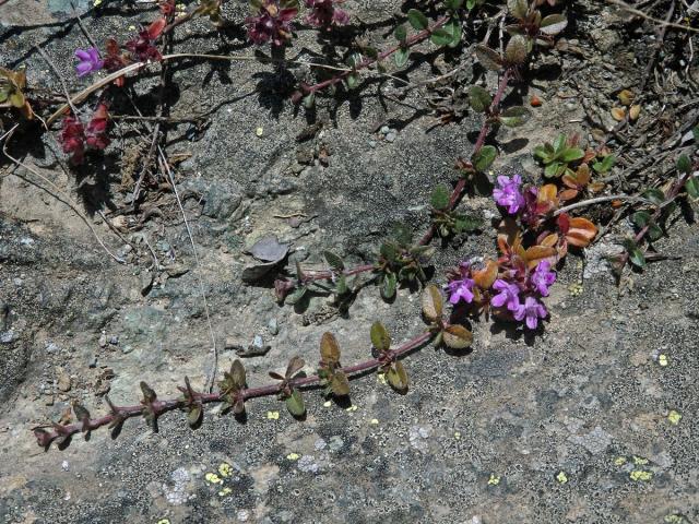 Mateřídouška časná (Thymus praecox Opiz)