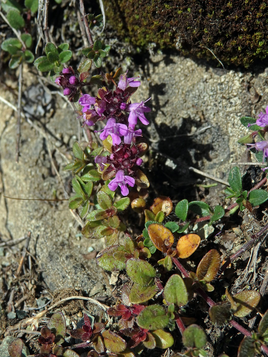 Mateřídouška časná (Thymus praecox Opiz)