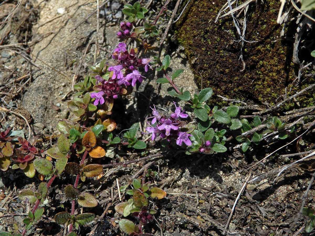 Mateřídouška časná (Thymus praecox Opiz)