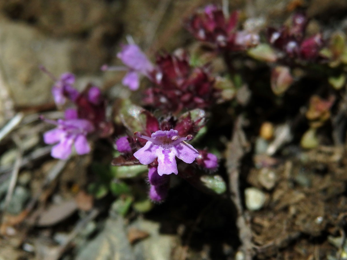 Mateřídouška časná (Thymus praecox Opiz)