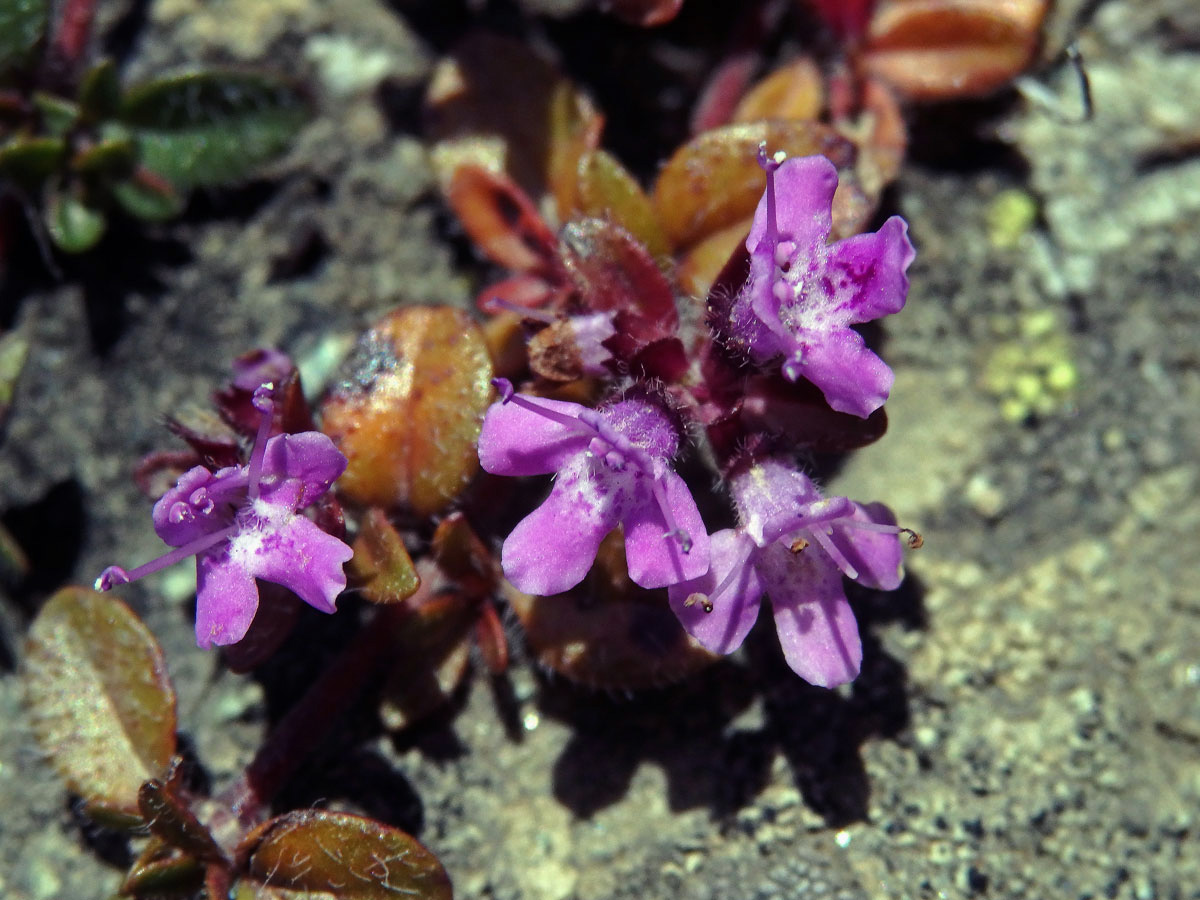 Mateřídouška časná (Thymus praecox Opiz)