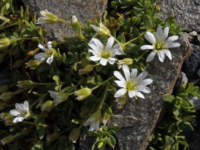 Rožec jednokvětý (Cerastium uniflorum Clairv.)