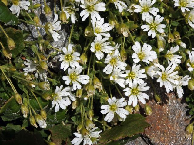 Rožec jednokvětý (Cerastium uniflorum Clairv.)