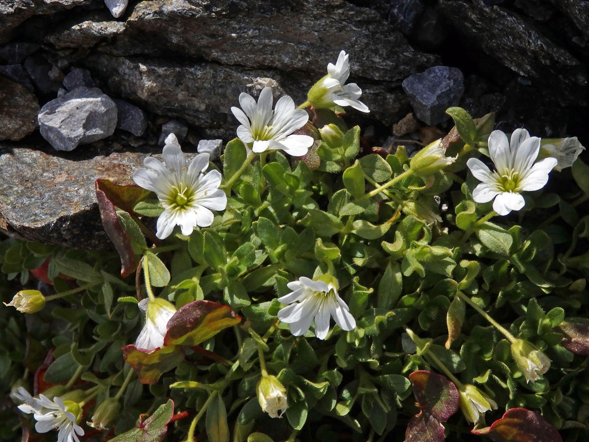 Rožec jednokvětý (Cerastium uniflorum Clairv.)