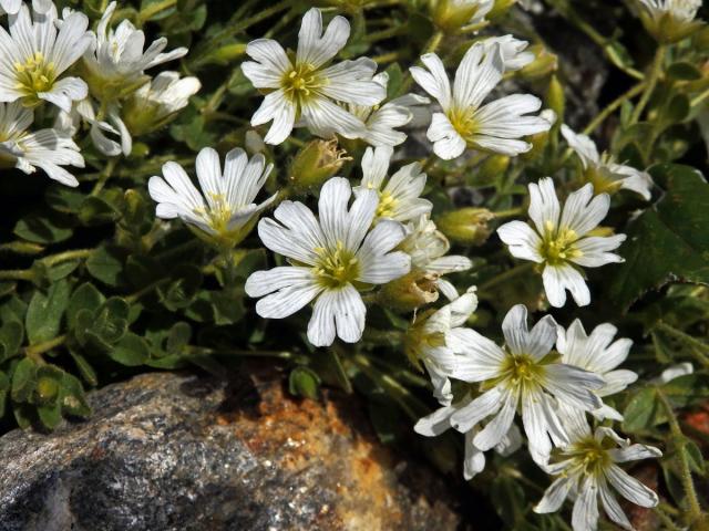 Rožec jednokvětý (Cerastium uniflorum Clairv.)