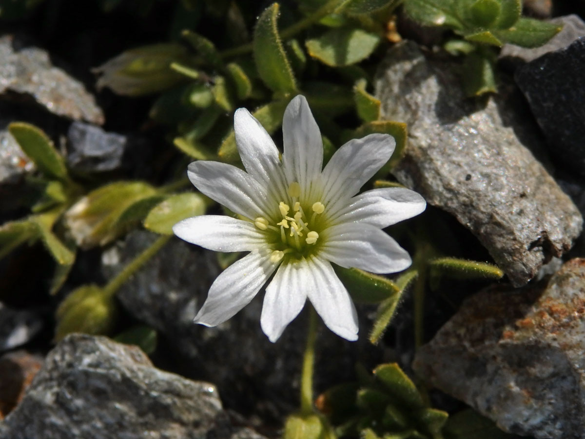 Rožec jednokvětý (Cerastium uniflorum Clairv.)