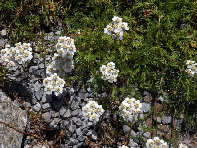 Řebříček (Achillea erba-rotta All.)