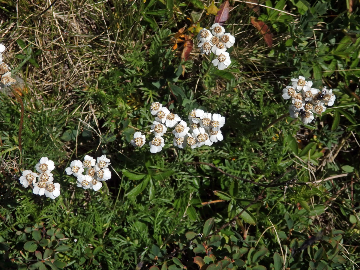 Řebříček (Achillea erba-rotta All.)