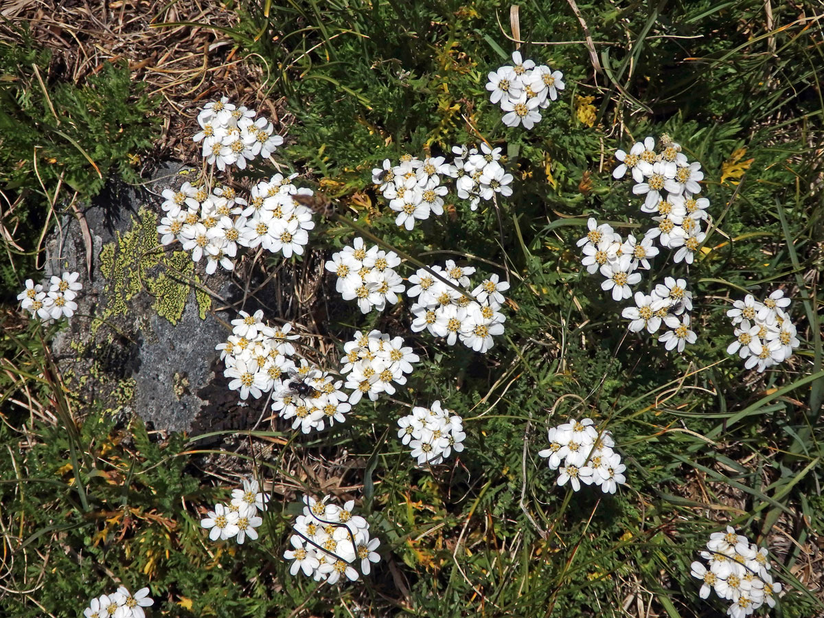 Řebříček (Achillea erba-rotta All.)