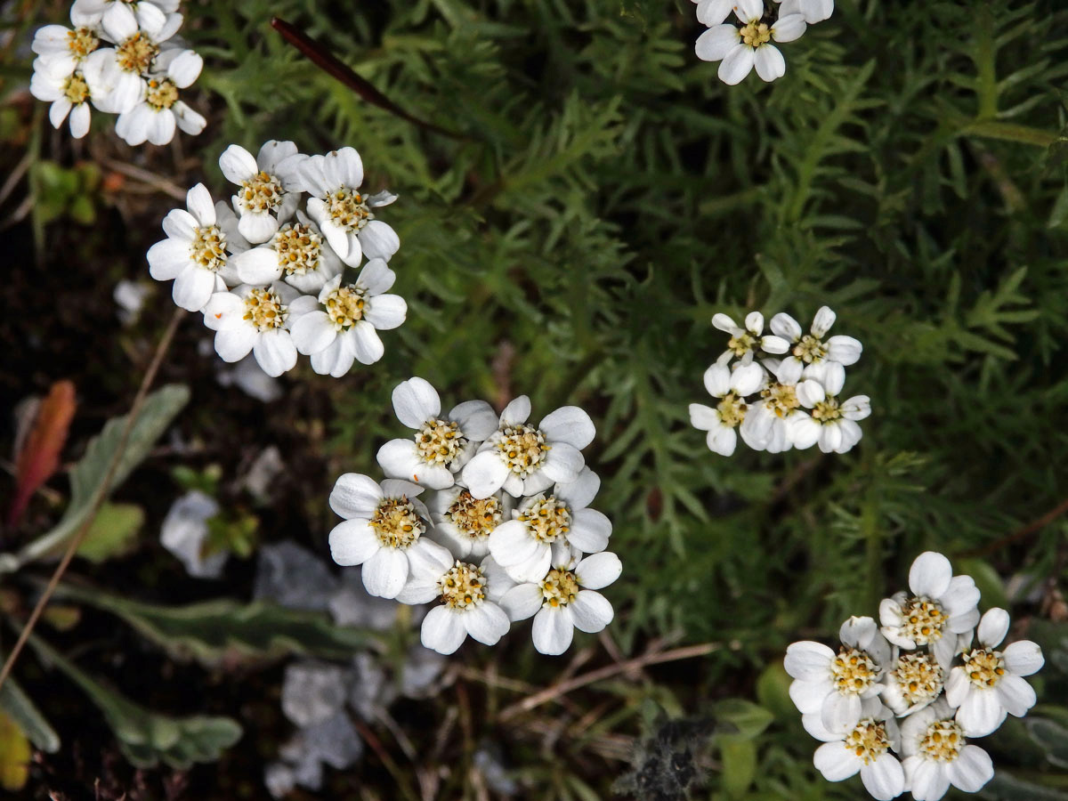 Řebříček (Achillea erba-rotta All.)